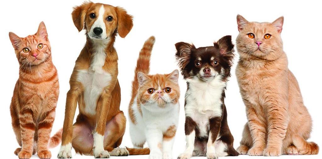 Доска объявлений о животных | ЗооТом - продажа, вязка и услуги для животных в Нытве