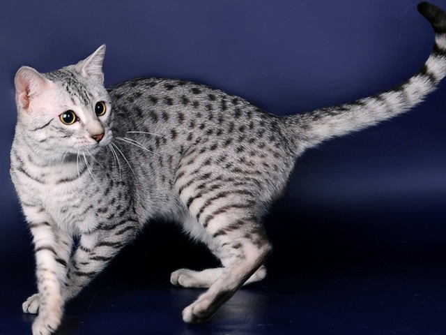 Породы кошек в Нытве | ЗооТом портал о животных