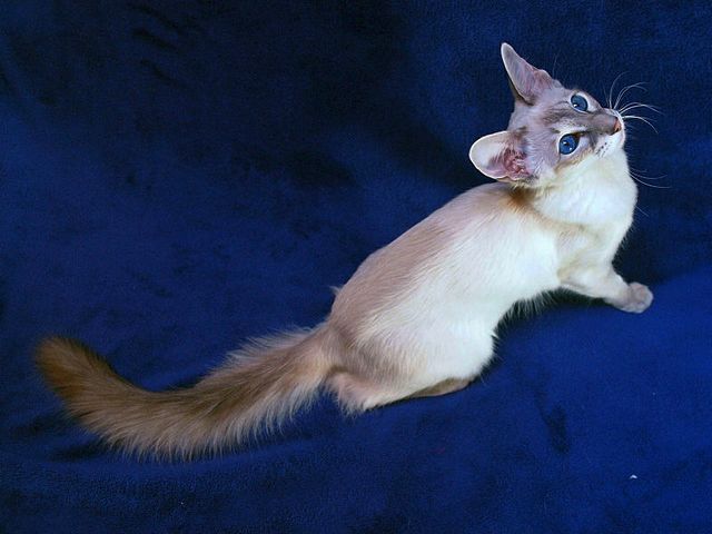 Выведенные породы кошек в Нытве | ЗооТом портал о животных