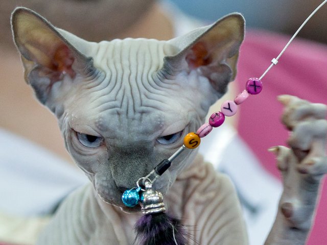 Выставки кошек в Нытве | ЗооТом портал о животных