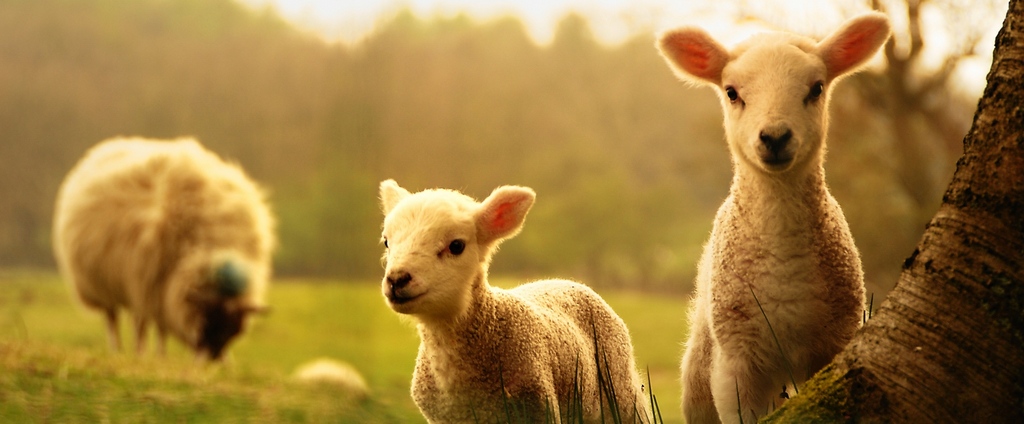 Объявления о сельскохозяйственных животных | ЗооТом - продажа, вязка и услуги для животных в Нытве