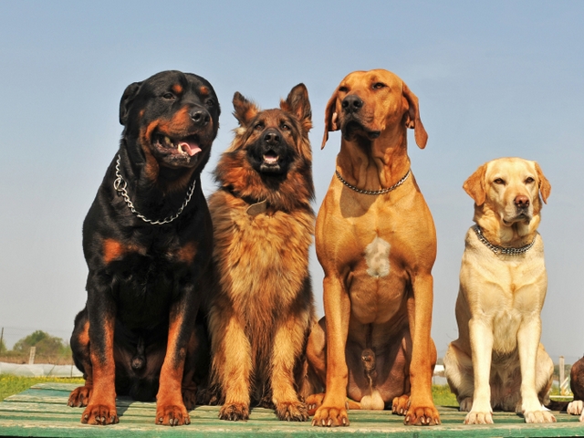 Крупные породы собак в Нытве | ЗооТом портал о животных
